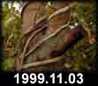 1999.11.03