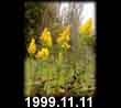 1999.11.11