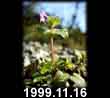 1999.11.16