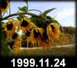 1999.11.24