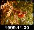 1999.11.30