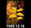 1999.12.16