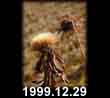 1999.12.29